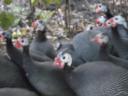 French guinea fowl for sale