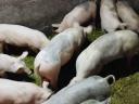 Election piglets for sale