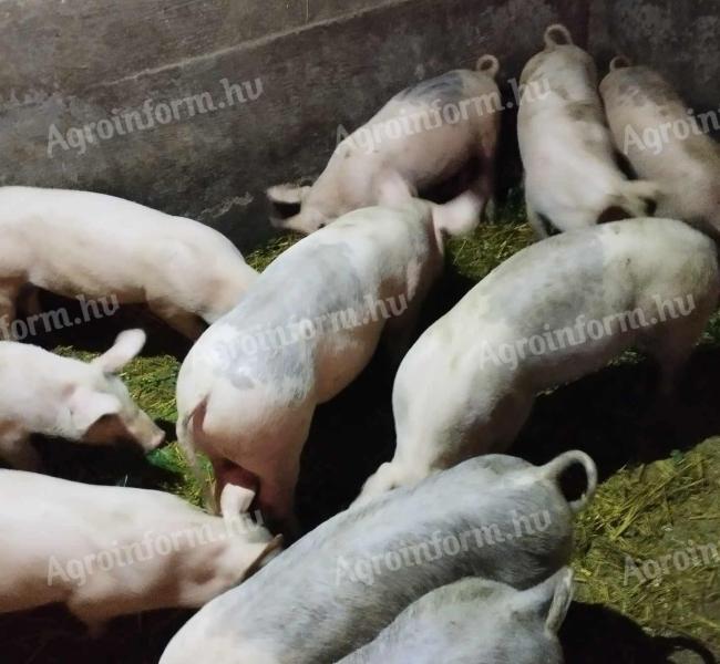 Election piglets for sale