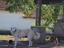 Kuvasz-Welpen würden umziehen