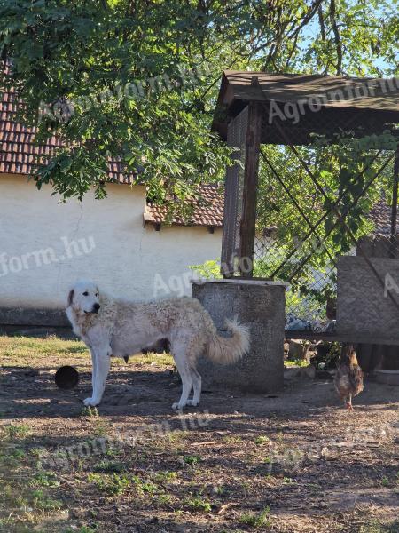 Kuvasz-Welpen würden umziehen