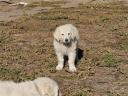 Kuvasz-Welpen würden umziehen