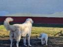 Kuvasz-Welpen würden umziehen