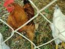 Roosters for sale