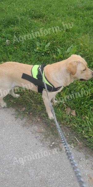 Labrador cățeluși disponibile pentru rezervare