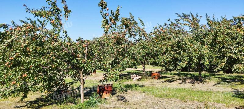 Peaches for sale