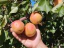 Peaches for sale