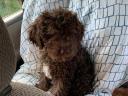 Lagotto Romagnolo