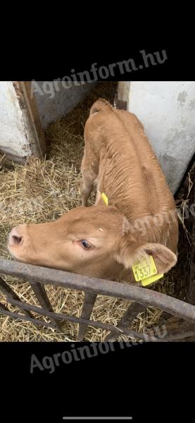 2 limousine heifers