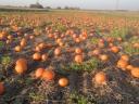 Halloween pumpkin