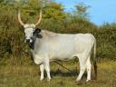 Grey and Hungarian spotted cows for sale