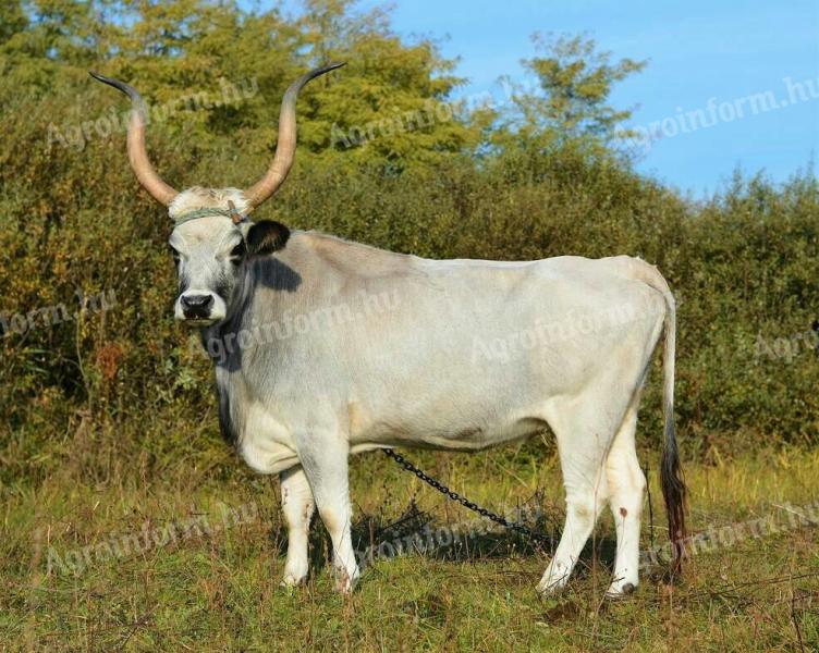 Grey and Hungarian spotted cows for sale