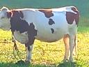 Grey and Hungarian spotted cows for sale