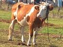 Grey and Hungarian spotted cows for sale