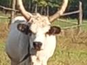 Grey and Hungarian spotted cows for sale