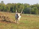 Grey and Hungarian spotted cows for sale