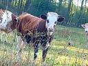 Grey and Hungarian spotted cows for sale