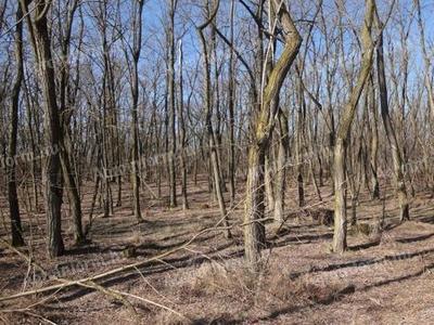 Pădure Akácsarj, veche de 6 ani, 1 hectar de vânzare