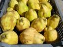 Quince for sale in small and large lots