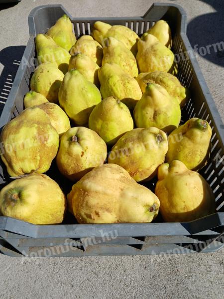 Quince for sale in small and large lots