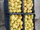 Quince for sale in small and large lots