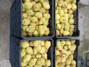 Quince for sale in small and large lots