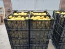 Quince for sale in small and large lots