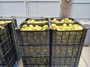 Quince for sale in small and large lots