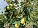 Quince for sale in small and large lots