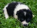 Border collie male puppies