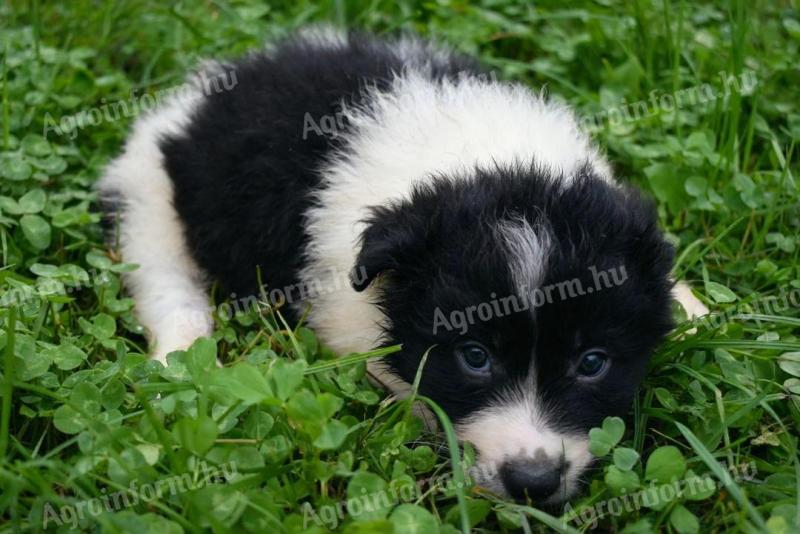 Szczenięta rasy border collie