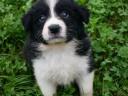 Border Collie pui de sex masculin