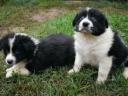 Border collie male puppies