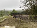 Pastuh i steona kobila magarica na prodaju