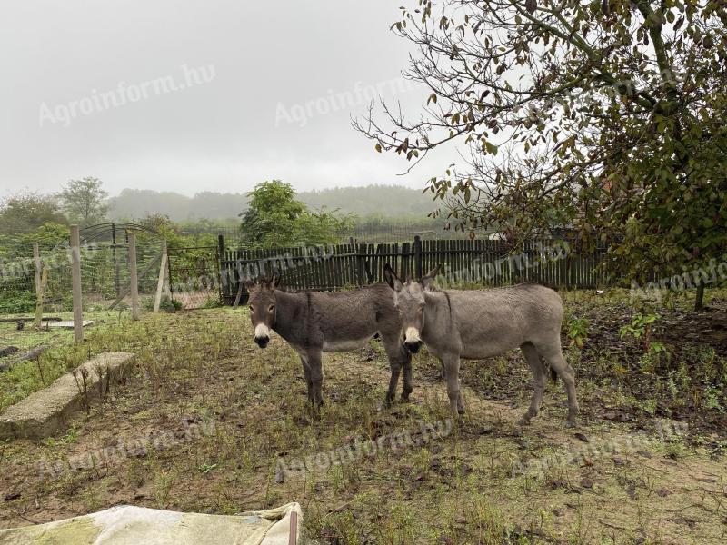 Stallion or pregnant mare donkey for sale