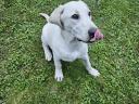 6 Monate alter Labrador sucht einen Adoptanten