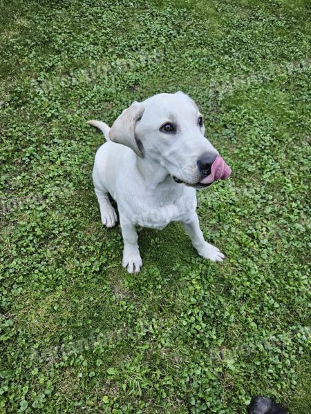 6 miesięczny labrador szuka adopcji