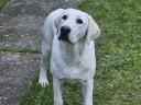 6 Monate alter Labrador sucht einen Adoptanten