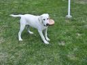 6 month old Labrador looking for an adopter