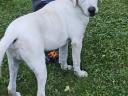 6 month old Labrador looking for an adopter