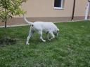 6 month old Labrador looking for an adopter