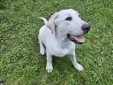 6 Monate alter Labrador sucht einen Adoptanten