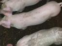 Nice piglets for sale