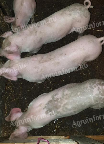 Nice piglets for sale