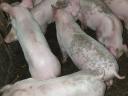 Nice piglets for sale