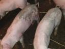 Nice piglets for sale