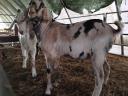 Growing up Nubian goats