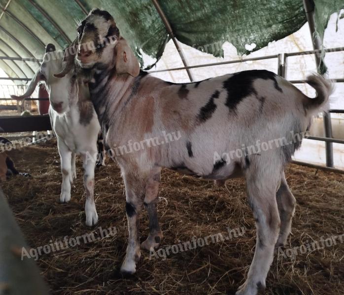 Growing up Nubian goats