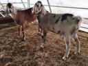 Growing up Nubian goats