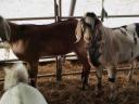 Growing up Nubian goats